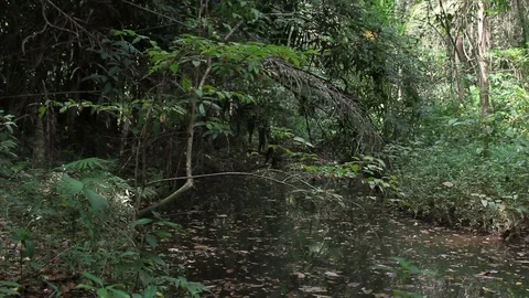 Pond in the dark thickets of the rainforest Stock Footage 77531708