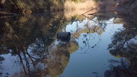 Pond with dead submerged trees and sky reflection Stock Footage 180957592