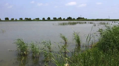 Pond at Delta del Ebro, Spain Stock Footage 7756896