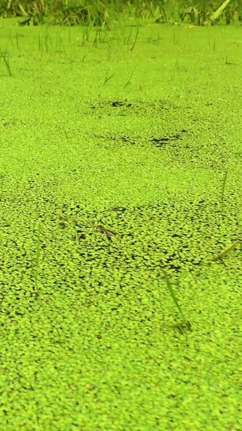 A pond in a dense deep forest is overgrown with duckweed. Stock Footage 335140698