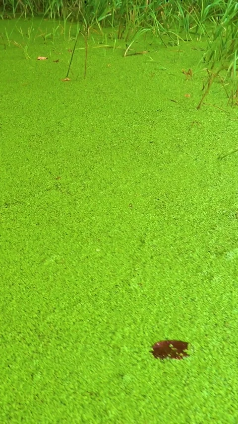 A pond in a dense deep forest is overgrown with duckweed. 库存影片 335140702