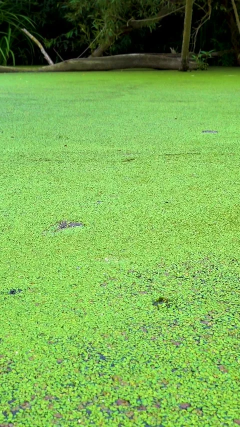 A pond in a dense deep forest is overgrown with duckweed. Video stock 335140710