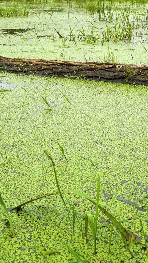 A pond in a dense deep forest is overgrown with duckweed. Stock Footage 335140711