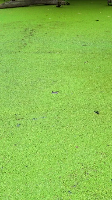 A pond in a dense deep forest is overgrown with duckweed. Video stock 335140713