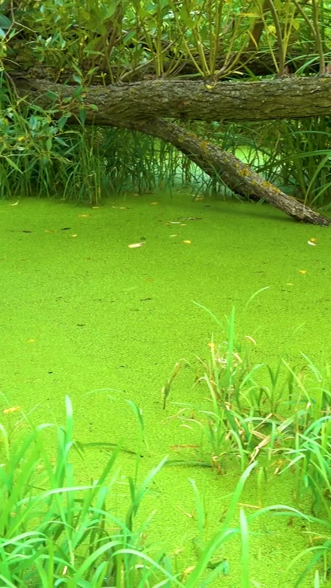 A pond in a dense deep forest is overgrown with duckweed. Video stock 335140719