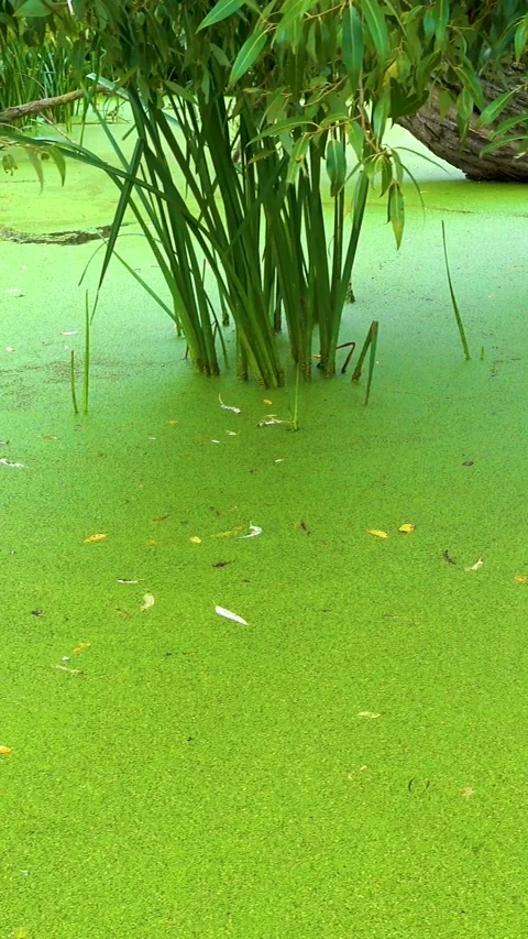 A pond in a dense deep forest is overgrown with duckweed. Video stock 335140720