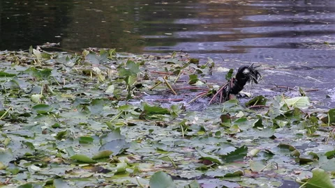 Pond with divers hand Stock Footage 147480959