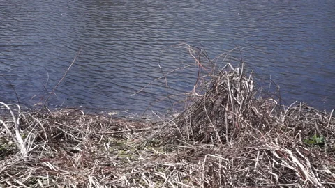 POND - DRY GRASS IN WINTER Stock Footage 194008299
