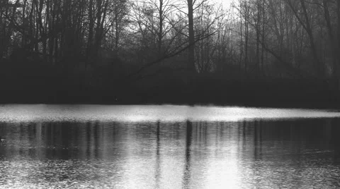 Pond with duck 動画素材 45201873