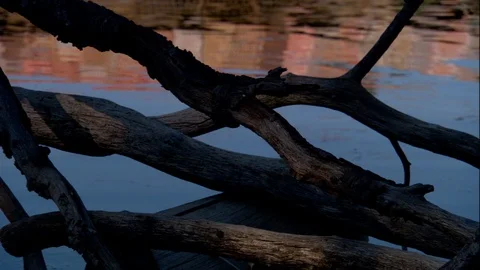 Pond with Duck in Water Video stock 87582912