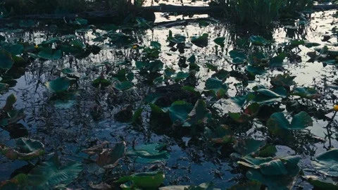 Pond with Ducklings Stock Footage 338842767