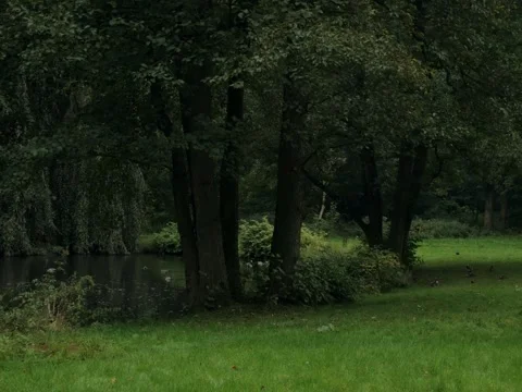 Pond with ducks and trees Видео 342339728