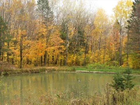 Pond with ducks in fall Foto stock