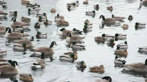 Pond Ducks Stock-Footage 14840942