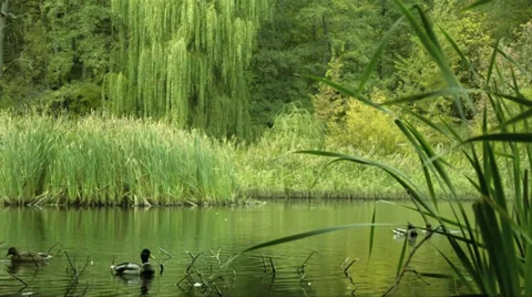 A pond with ducks 스톡 동영상 31530679