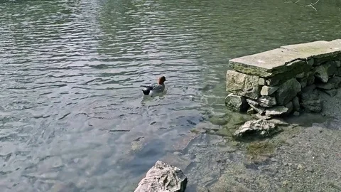 Pond with ducks Stock Footage 77863924