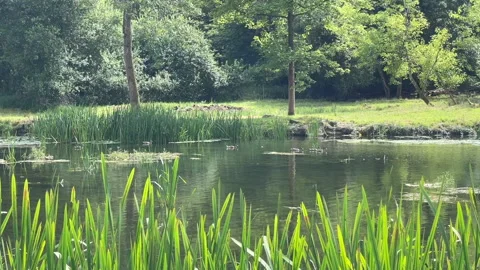 Pond with ducks Stock Footage 281078045