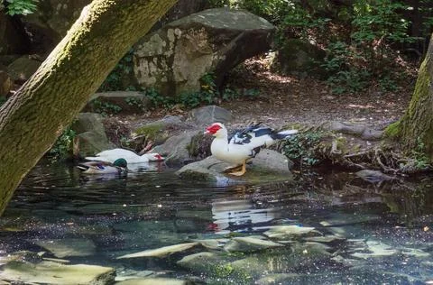 Pond with ducks in the park Stock Photos