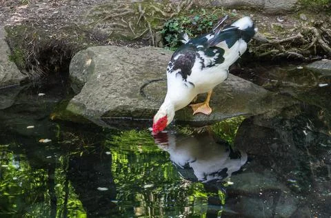 Pond with ducks in the park Stock Photos