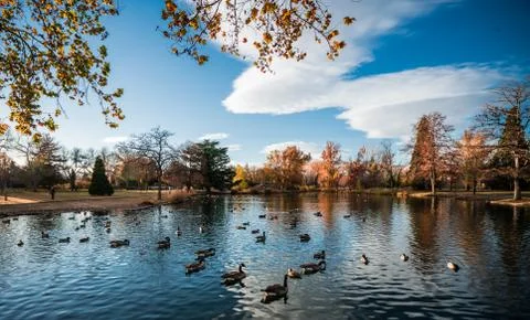 Pond with Ducks Stock Photos