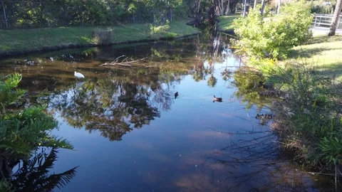 Pond Ducks On Pond Daytime Reflection Stock Footage 231735925