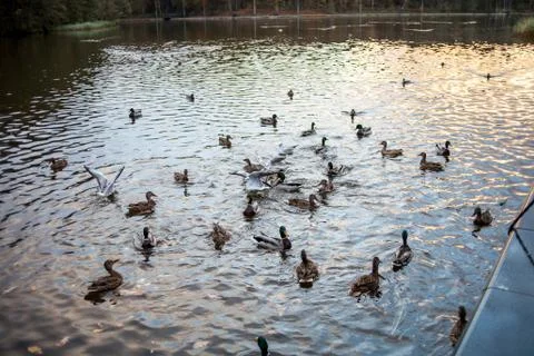 A pond with ducks at sunset Stock Photos