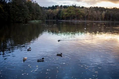 A pond with ducks at sunset Stock Photos