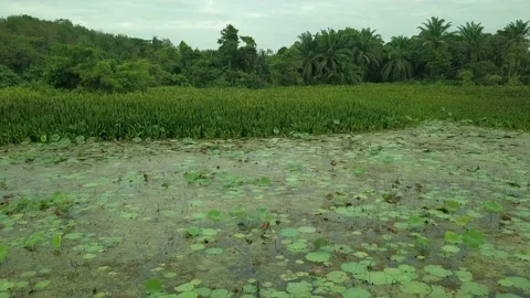 Pond ecology, Malaysia Stock Footage