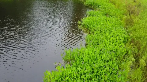 Pond Edge Stock Footage 77704535