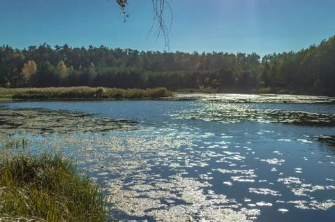 Pond on the edge of the forest Stock Photos