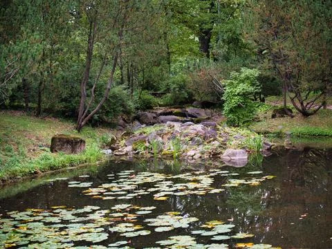 Pond on the edge of the forest Photos