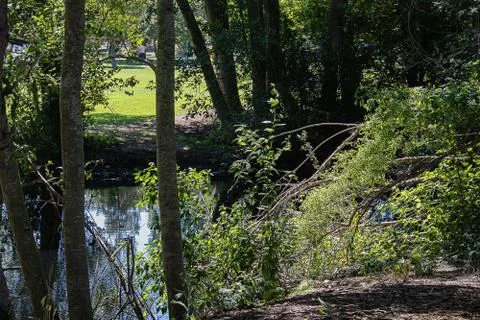 A pond edged with birch trees and brush in grassy park Stock Photos