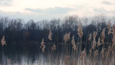 Pond Environment Stock-Footage 151741340