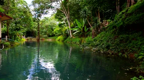 Pond in the evergreen place Stock Footage 55798756
