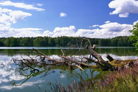 Pond with a falling tree in the foreground Stock Photos
