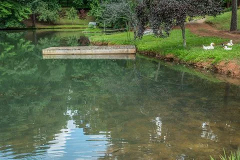 Pond on a farm Stock Photos