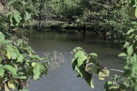 A pond with a few trees in the background Stock Photos