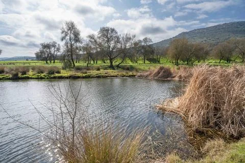A pond with a few trees in the background Stock Photos