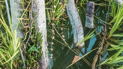 A pond with a few trees in it Stock Photos