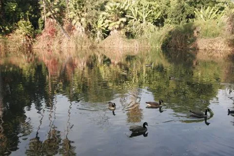 Pond Filled with ducks Stock Photos