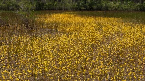 Pond filled with Humped Bladderwort, FL, USA Stock Footage 134465964