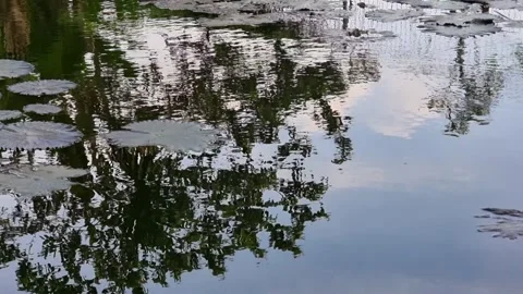 Pond filled with lotus and tree shadows with small waves Stock Footage 218850157