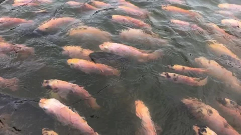 A pond filled with orange koi fish swimming in murky water Stock Footage 297486228
