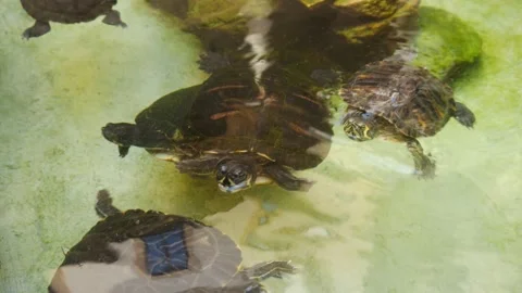 Pond Filled With Turtles Stock Footage 130570070