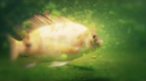 Pond Fish 01 Stock Footage 26899399