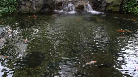 Pond with fish and waterfall Vidéo 91833928