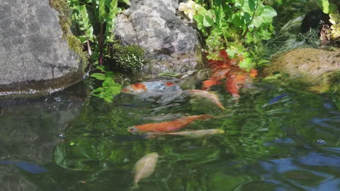 Pond Fish are spawning in the spring Stock Footage 217854038