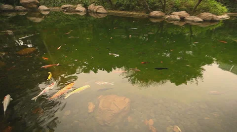 Pond with fish Stock Footage 34718196