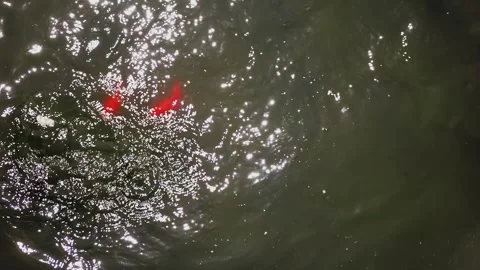 Pond with fish Stock Footage 197671835