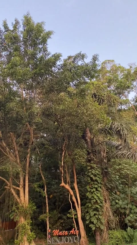 Pond of fish in the forest Stock Footage 287789038